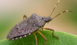 九香虫养殖技术视频,揭秘高效养殖秘诀